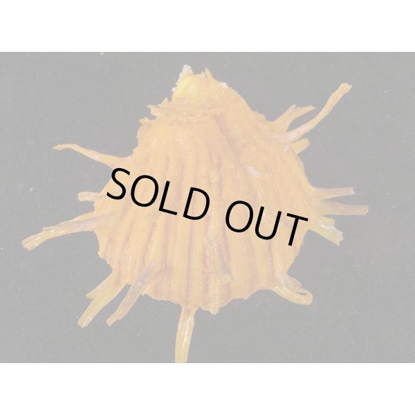 画像2: ダンドクメンガイ 朱色 (2)