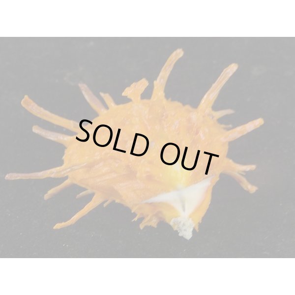 画像3: ダンドクメンガイ 朱色 (3)