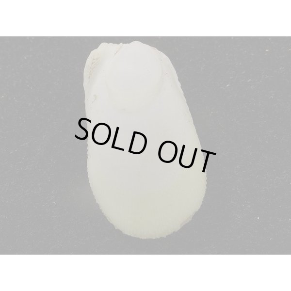 画像2: ウコンハネガイ　特細 (2)