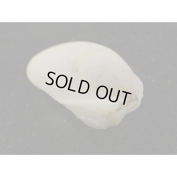 画像3: ウコンハネガイ　特細 (3)