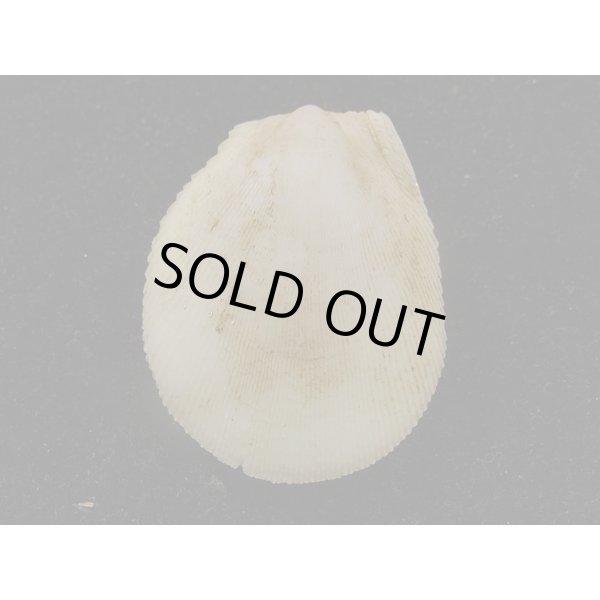 画像2: ウコンハネガイ (2)