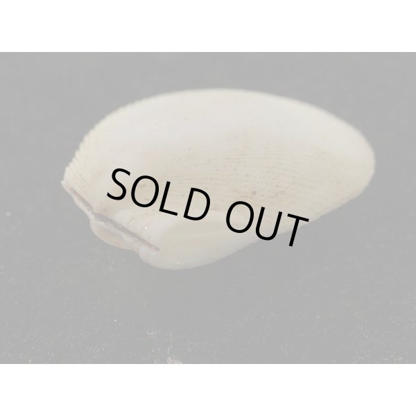 画像3: ウコンハネガイ (3)