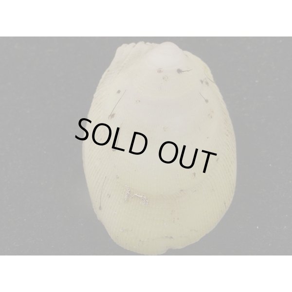 画像2: ウコンハネガイ　大 (2)