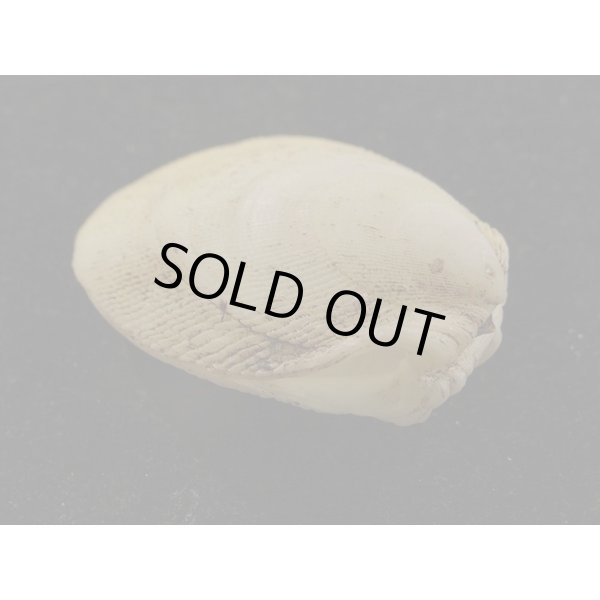 画像3: ウコンハネガイ　大 (3)