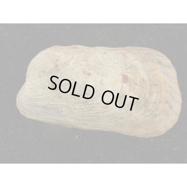 画像2: カザリフナガタガイ (2)