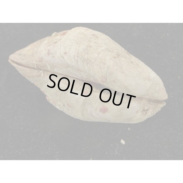 画像3: カザリフナガタガイ (3)