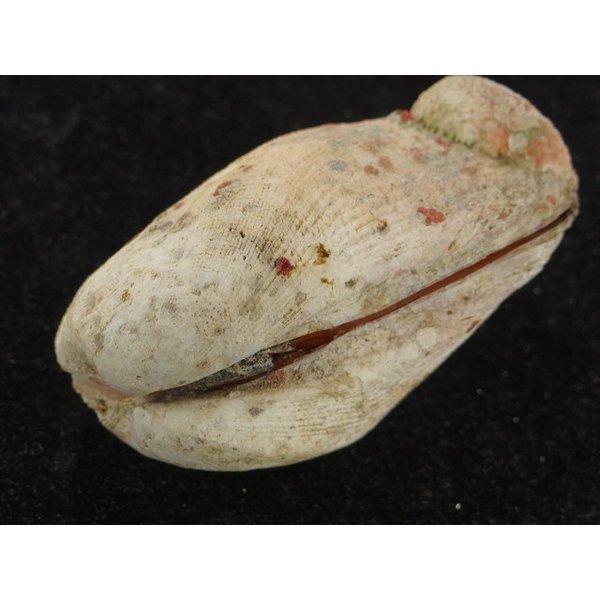 画像3: カザリフナガタガイ　大 (3)