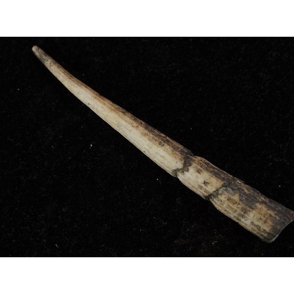 画像2: シンカイツノガイ? (2)