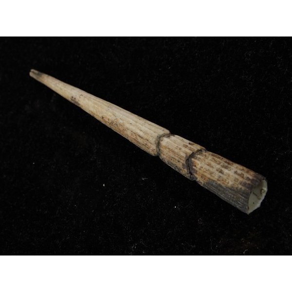 画像3: シンカイツノガイ? (3)