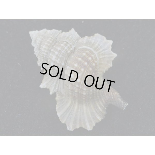 画像2: マツカワガイ (2)