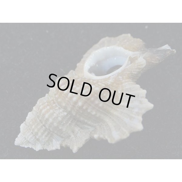 画像3: マツカワガイ (3)