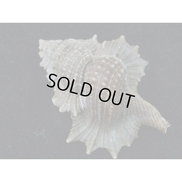 画像2: マツカワガイ (2)