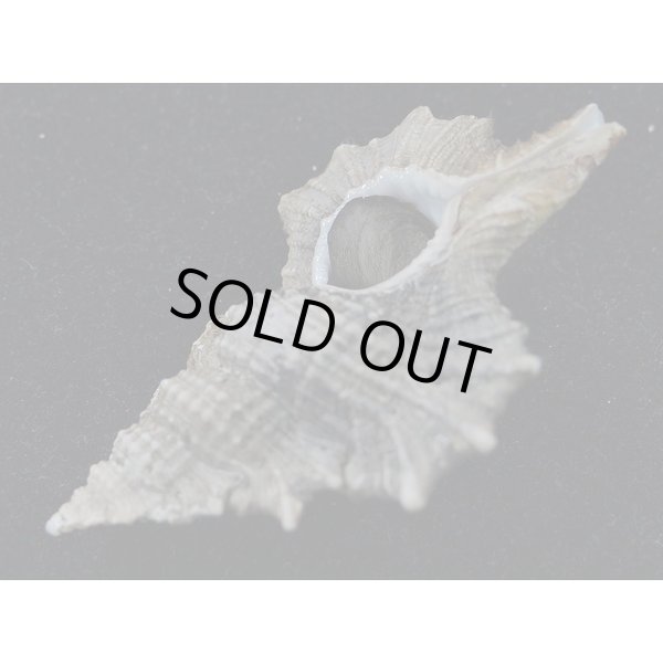 画像3: マツカワガイ (3)