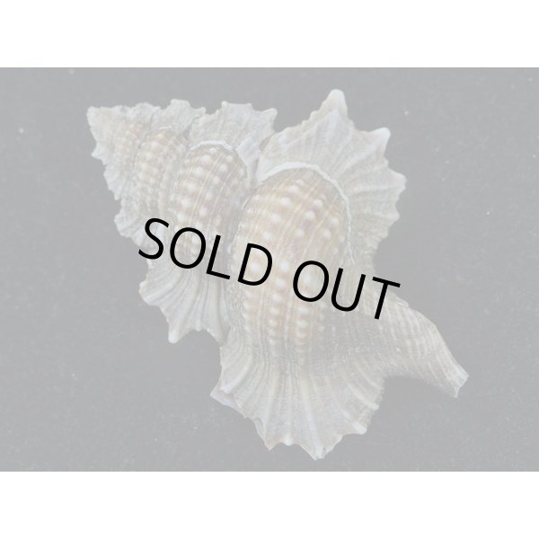 画像2: マツカワガイ (2)