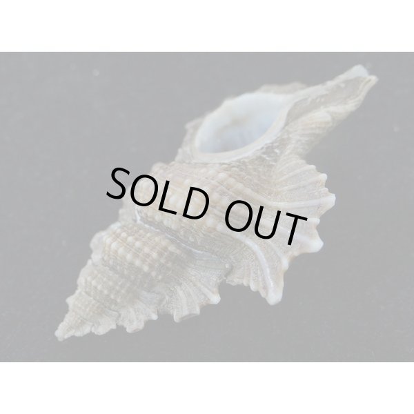 画像3: マツカワガイ (3)