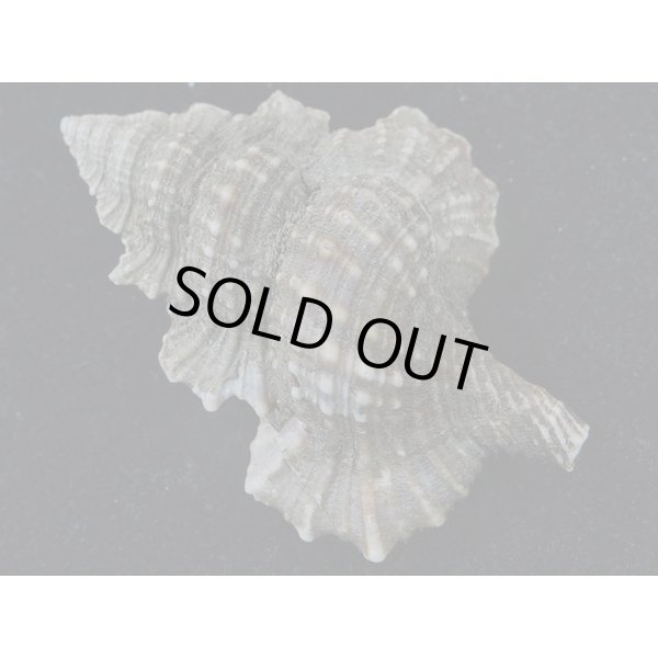 画像2: マツカワガイ (2)