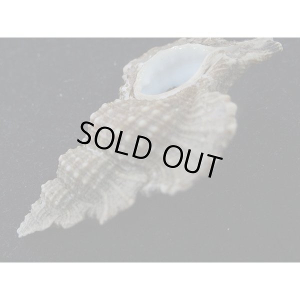 画像3: マツカワガイ (3)