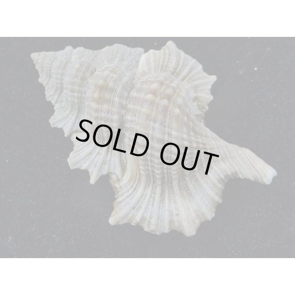 画像2: マツカワガイ (2)