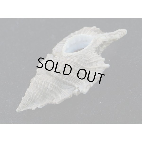 画像3: マツカワガイ (3)