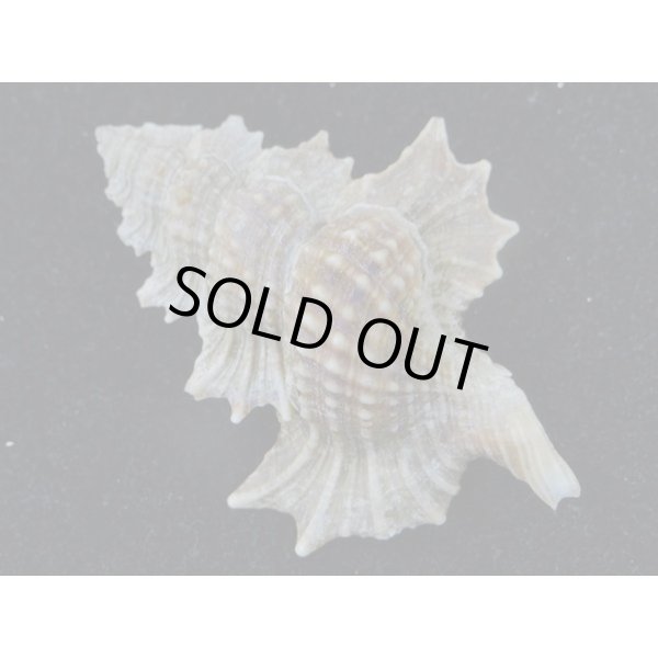 画像2: マツカワガイ (2)