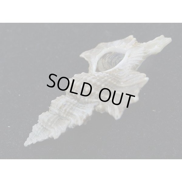 画像3: マツカワガイ (3)