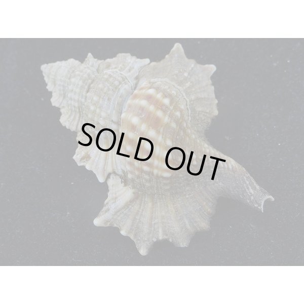 画像2: マツカワガイ (2)