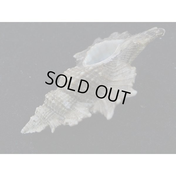 画像3: マツカワガイ (3)