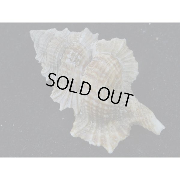 画像2: マツカワガイ 深場型? (2)