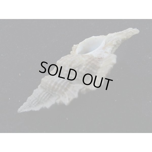 画像3: マツカワガイ 深場型? (3)