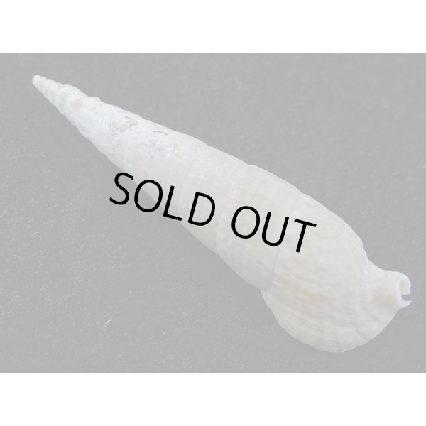 画像2: ユウビタケノコカニモリ (2)