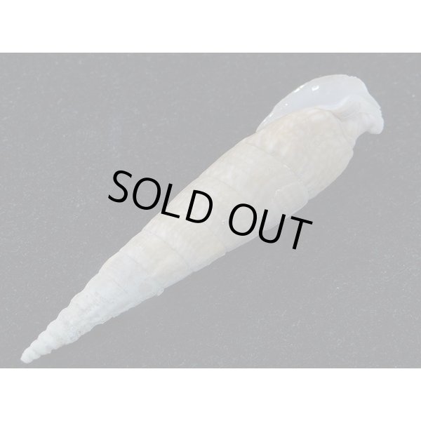 画像3: ユウビタケノコカニモリ (3)