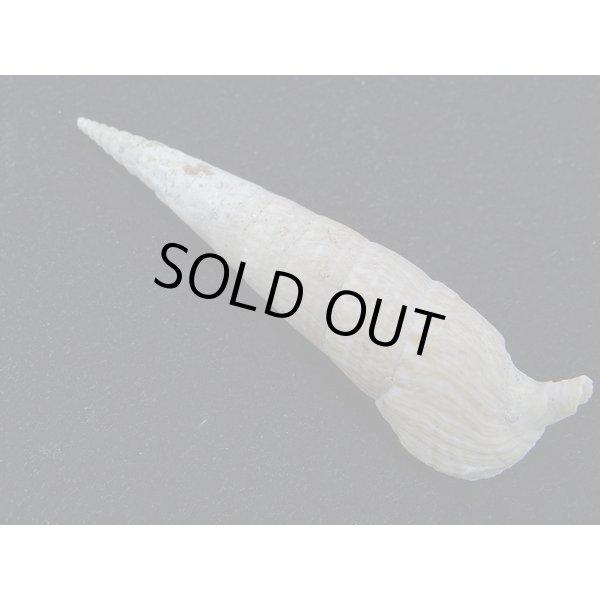 画像2: ユウビタケノコカニモリ (2)