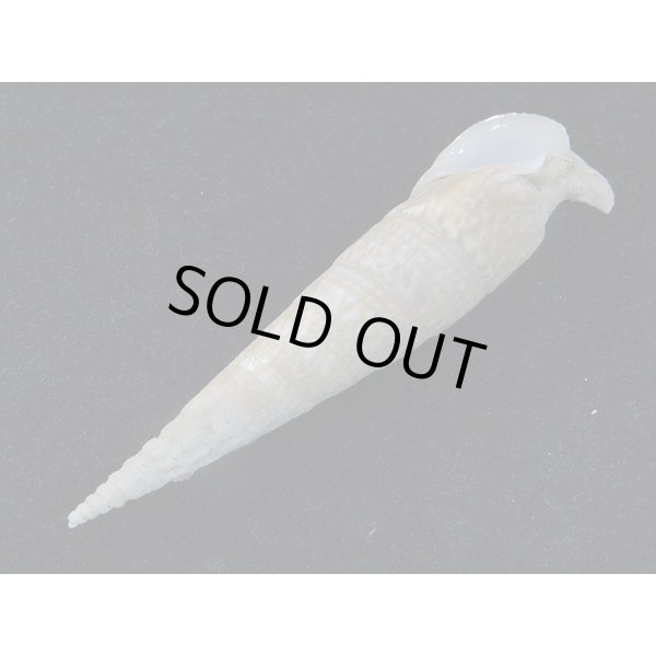 画像3: ユウビタケノコカニモリ (3)