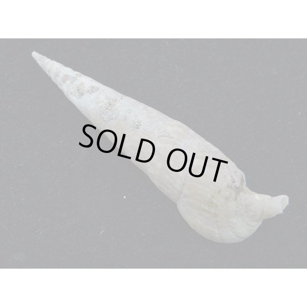 画像2: ユウビタケノコカニモリ (2)