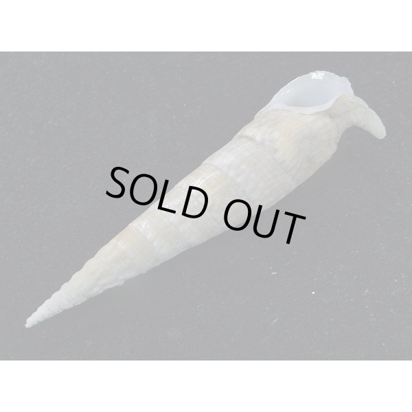 画像3: ユウビタケノコカニモリ (3)