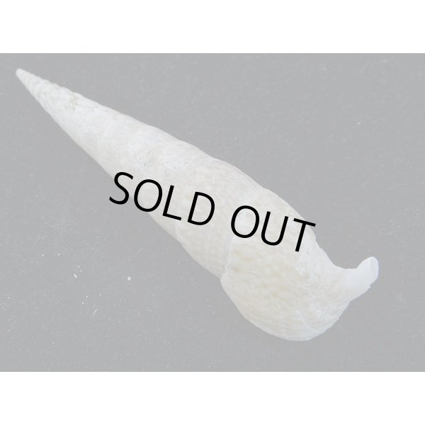 画像2: ユウビタケノコカニモリ (2)