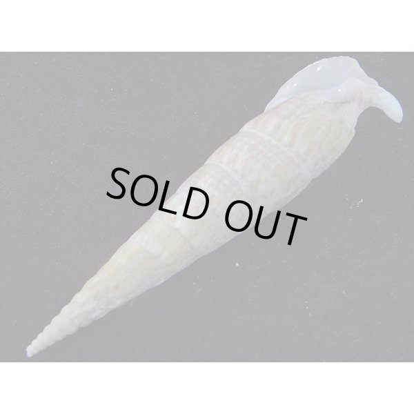 画像3: ユウビタケノコカニモリ (3)