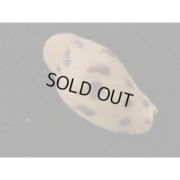 画像2: ヤシガイ(幼貝) (2)