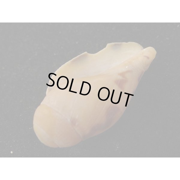 画像3: ヤシガイ(幼貝) (3)