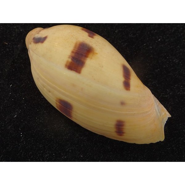 画像2: ヤシガイ(幼貝) (2)