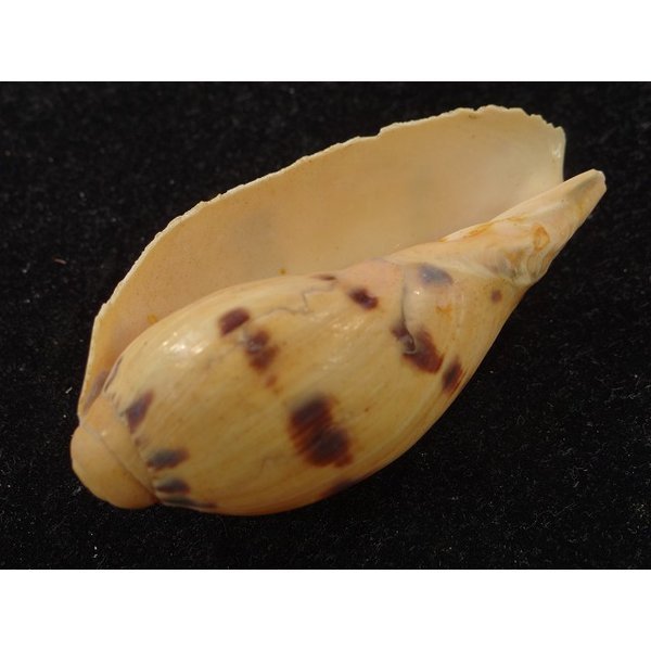 画像3: ヤシガイ(幼貝) (3)