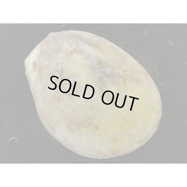 画像2: コサメオオハネガイ (2)