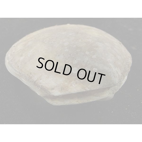 画像3: コサメオオハネガイ (3)