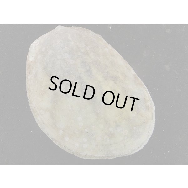 画像2: コサメオオハネガイ (2)