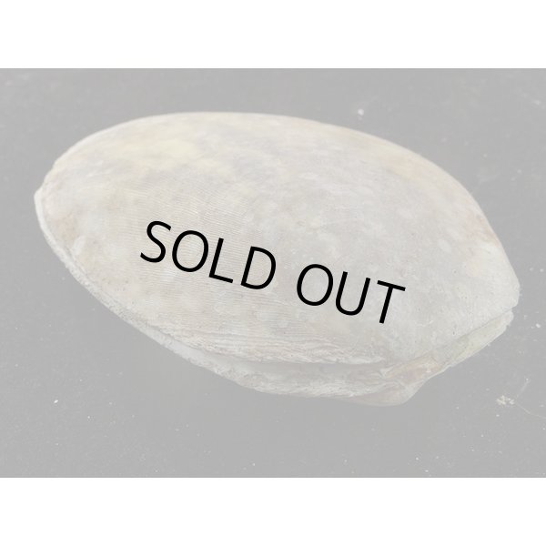 画像3: コサメオオハネガイ (3)