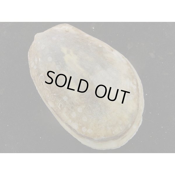 画像2: コサメオオハネガイ (2)