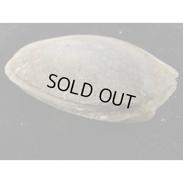 画像3: コサメオオハネガイ (3)