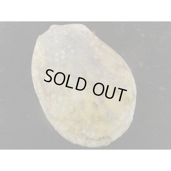 画像2: コサメオオハネガイ (2)