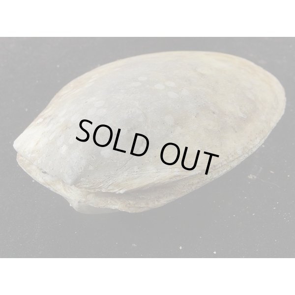 画像3: コサメオオハネガイ (3)