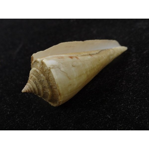 画像3: アコメイモ (3)